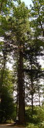 karnieszewice_arboretum_488_s